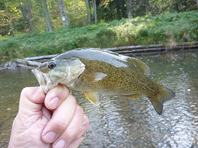 Another Kettle bass.JPG